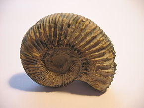Illust: Ammonite - crédits :, 10.9 ko, 290x218