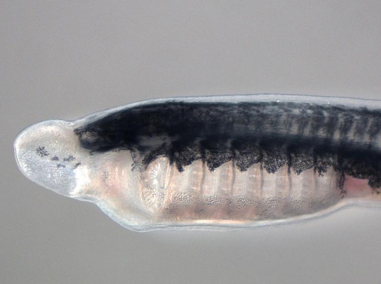 Illust: Une larve de lamproi, 39.3 ko, 750x560