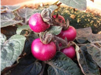 Exemple de tomates modifiées génétiquement 