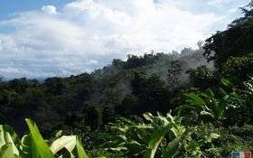 Image Diaporama - Guyane, vue sur la canopée. Photo : Nicole (...)