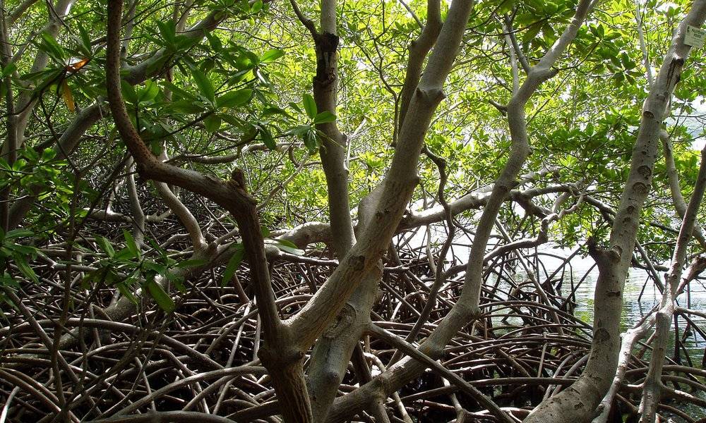 Image Diaporama - Martinique : palétuviers dans la mangrove de (...)