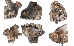 Image Diaporama - Diente fosilizado de un joven Paranthropus (...)