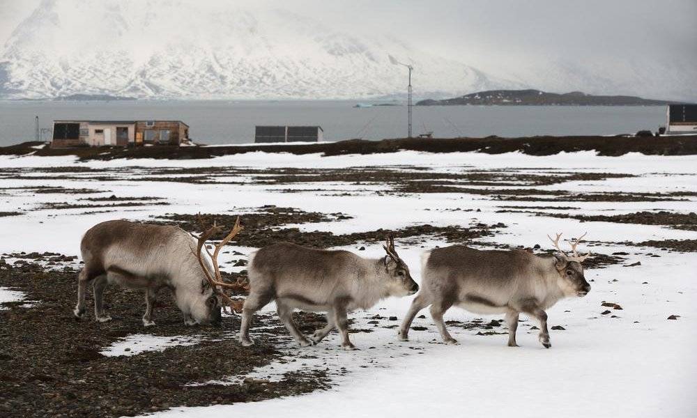 Image Diaporama - 10.000 à 12.000 rennes vivent sur l'archipel du (...)