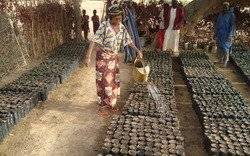 Image Diaporama - Les femmes arrosent des pots dans la pépinière.