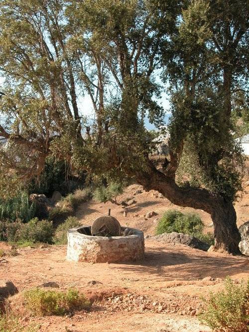 Image Diaporama - Moulin à huile d'olive. Photo : Arnoul (...)