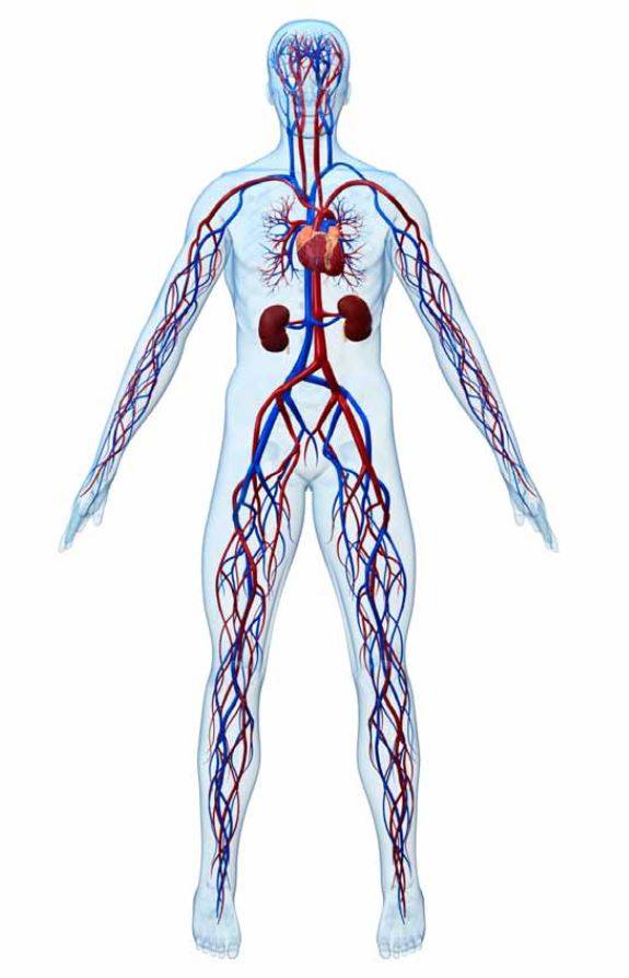 Les vaisseaux sanguins sensibles à l'oxyde nitrique ? - Ministère de  l'Europe et des Affaires étrangères